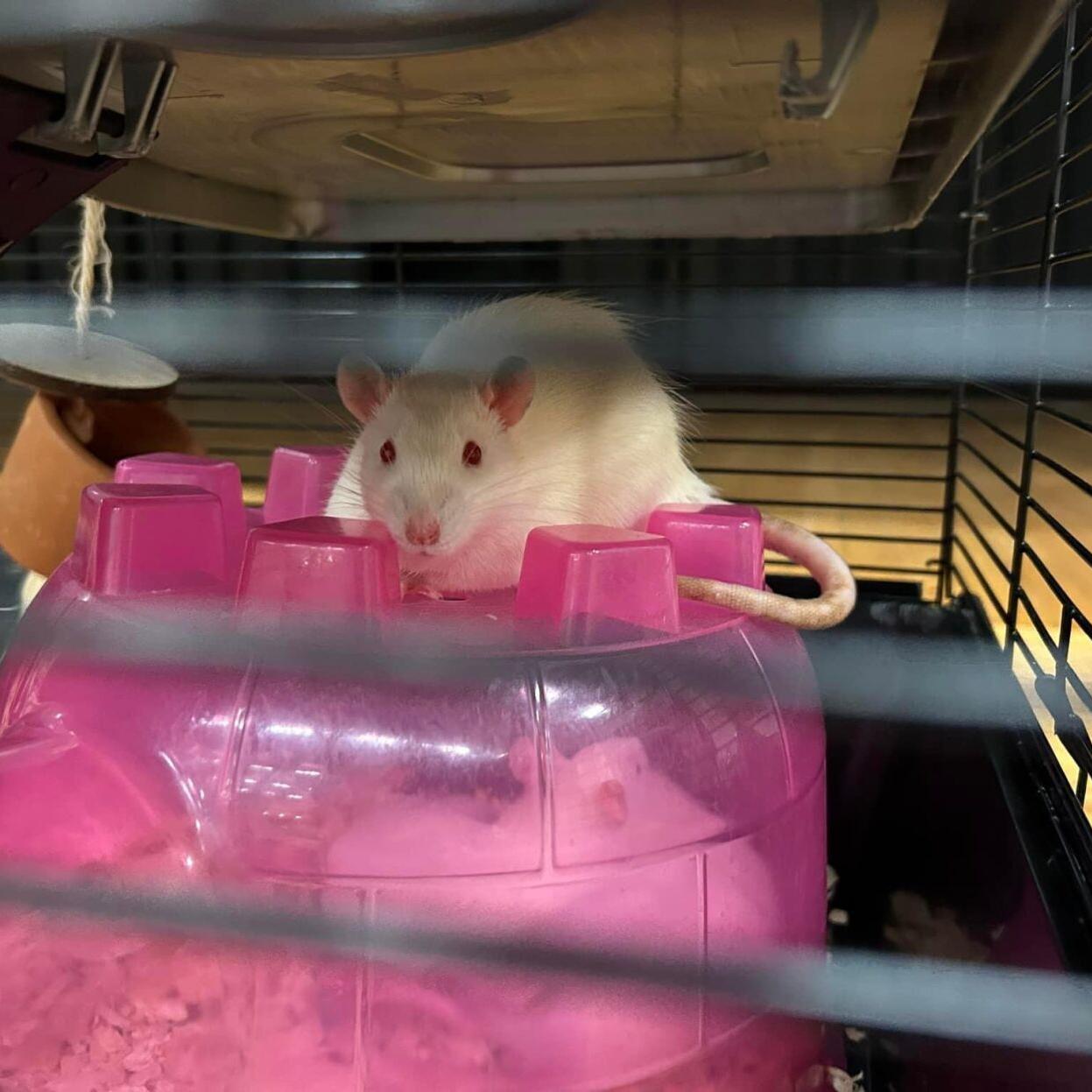 Running of the Rodents
